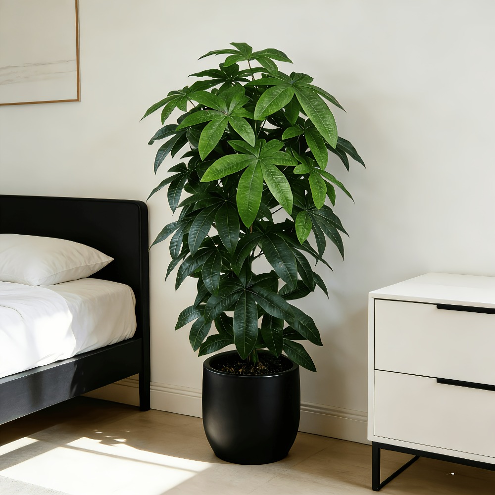 Dracaena Marginata - Een kunstmatige geldboom Pachira Aquatica met