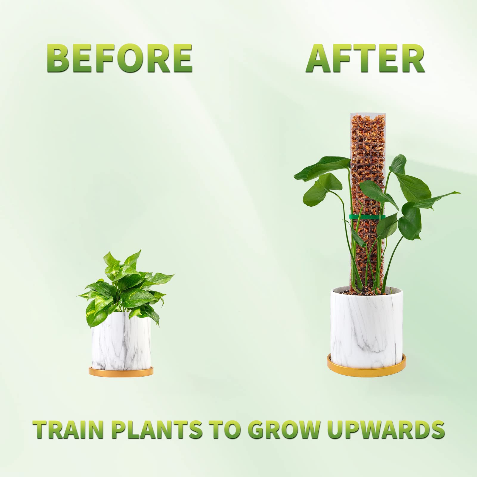 Mosstokken Planten Plantensteu - Echeveria Succulent recensie en prijs