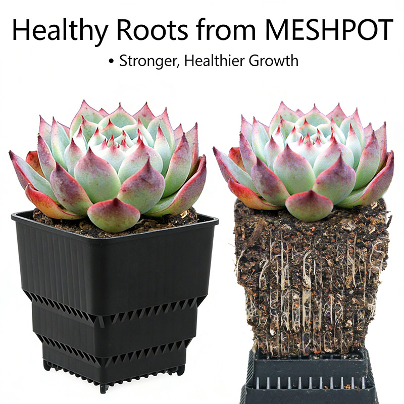 MESHPOT 6-pack vierkante potte - Echeveria Succulent recensie en prijs